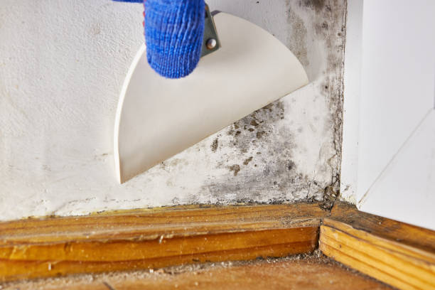 Best Mold Damage Restoration  in Jasper, TN