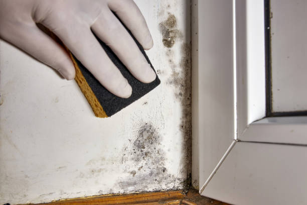 Best Mold-Related Health Consultation  in Jasper, TN